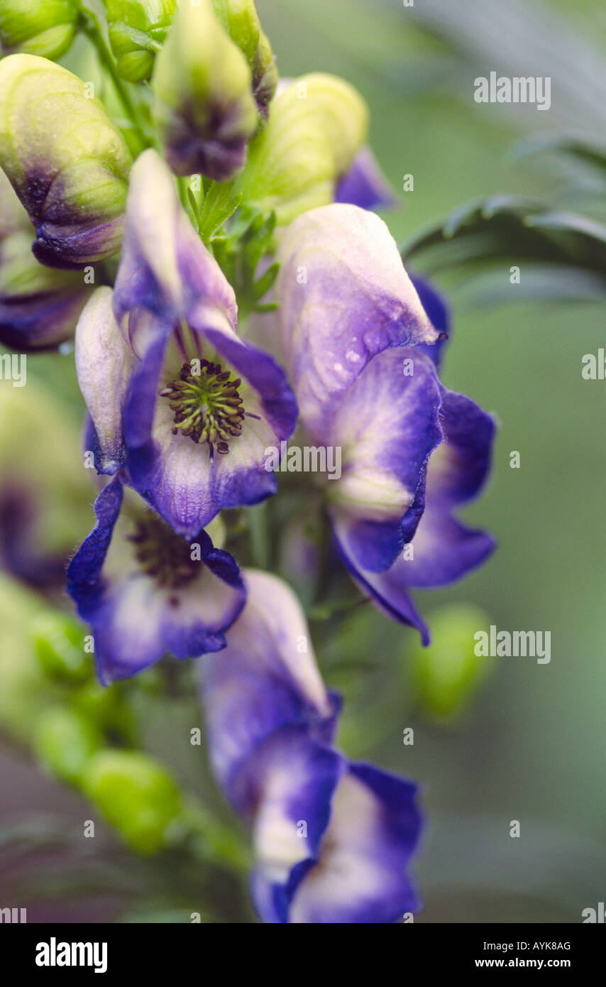 Aconitum X cammarum Bicolor Stockfoto