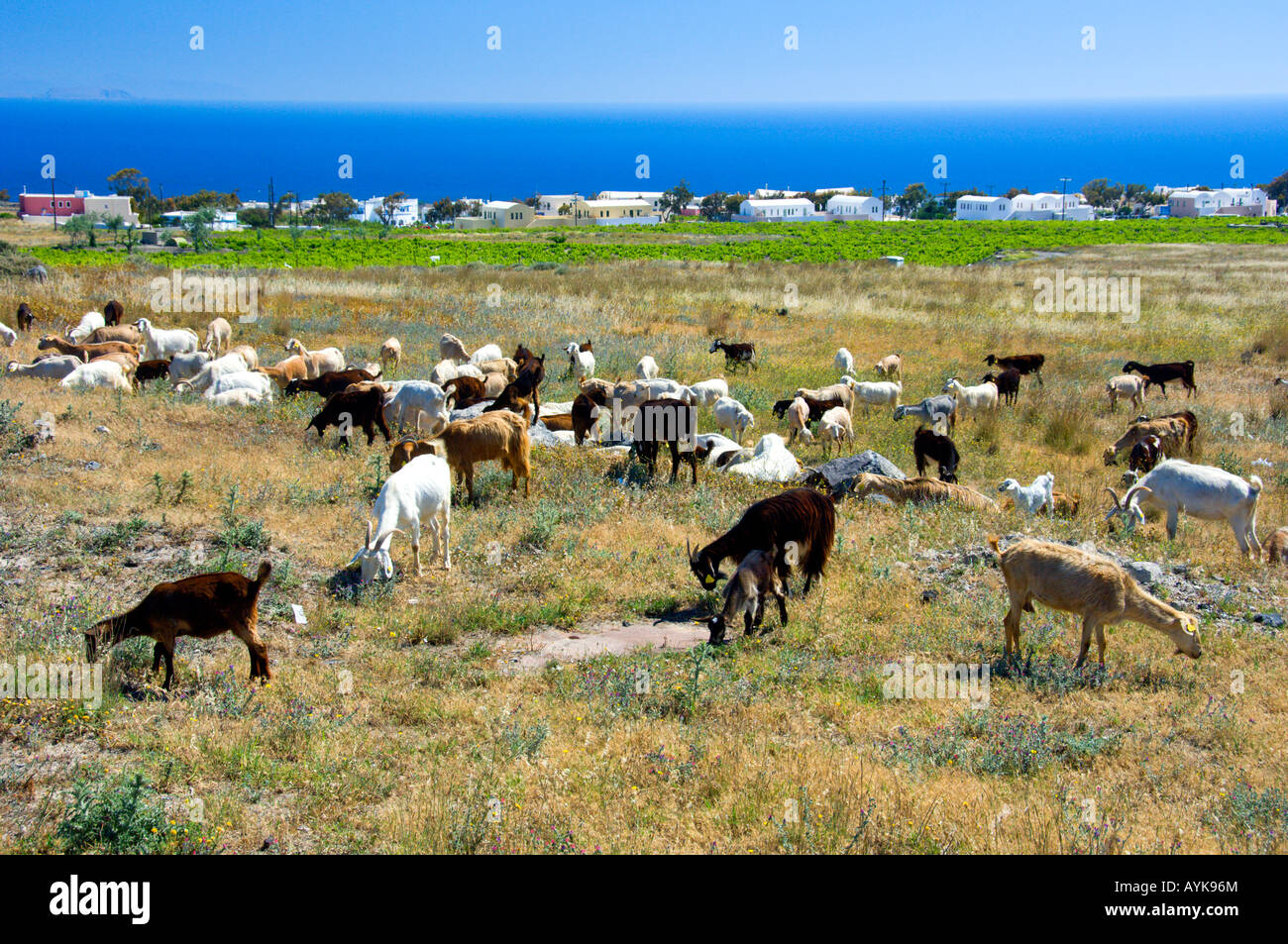 Eine Herde von Ziegen in ländlichen Santorini in der Nähe von Fira, Griechenland Stockfoto