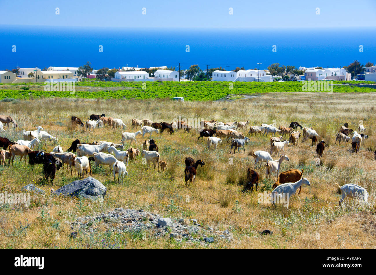 Eine Herde von Ziegen in ländlichen Santorini in der Nähe von Fira, Griechenland Stockfoto