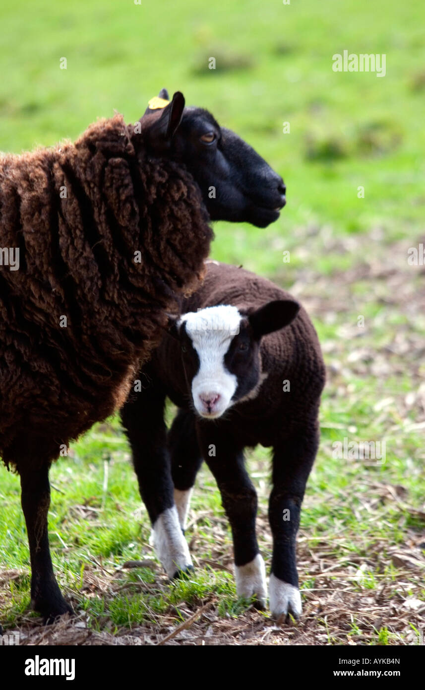 Mutter Schafe mit jungen Stockfoto