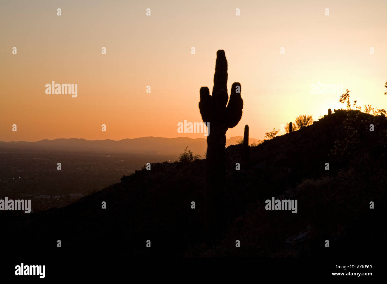 Saguaro-Kaktus auf Piestewa Gipfel Stockfoto