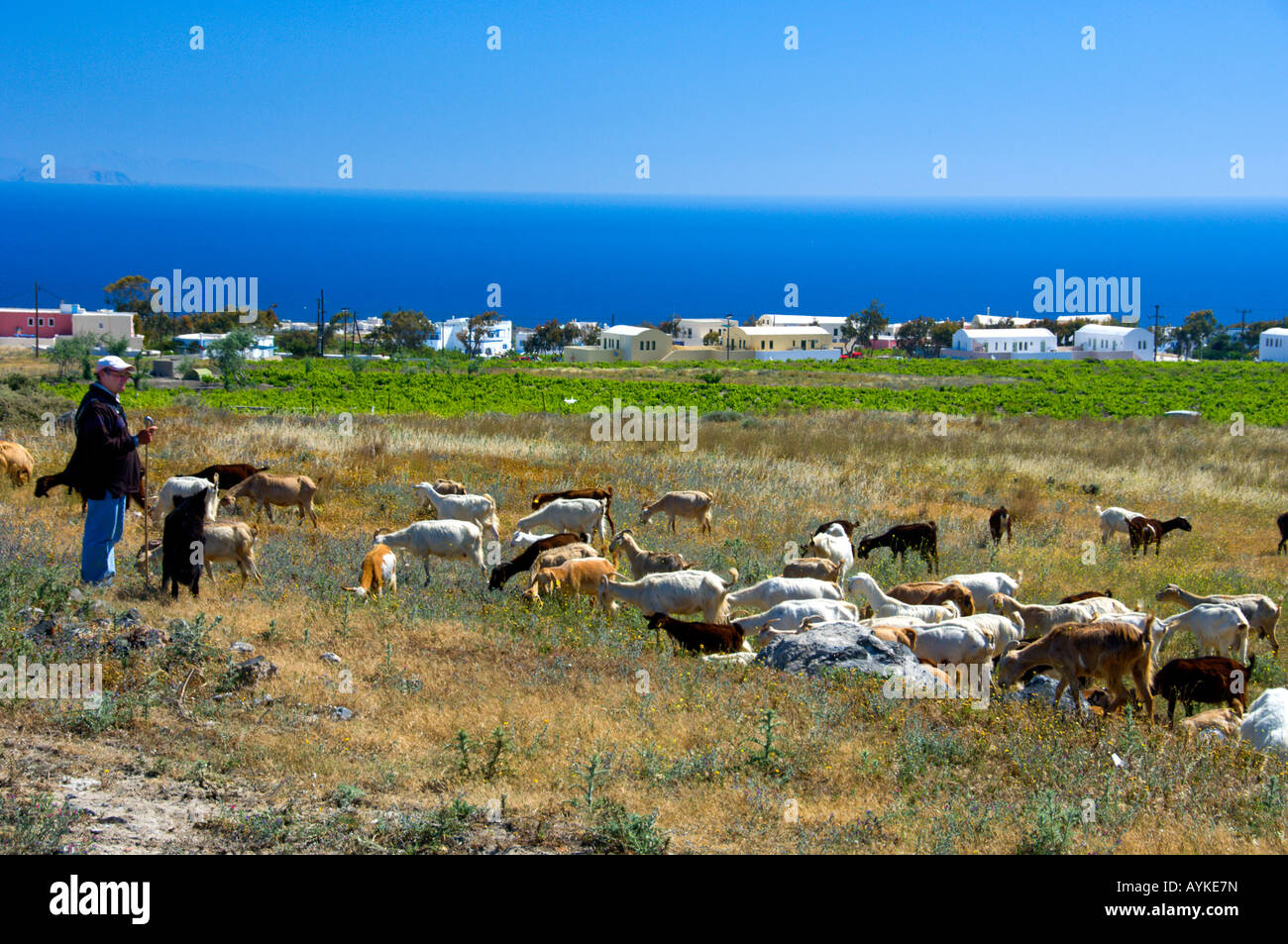 Eine Herde von Ziegen in ländlichen Santorini in der Nähe von Fira, Griechenland Stockfoto