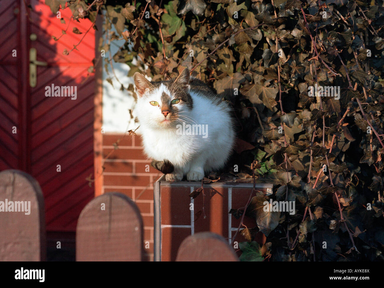 Katze sitzt auf einer Mauer in einem Garten Stockfoto
