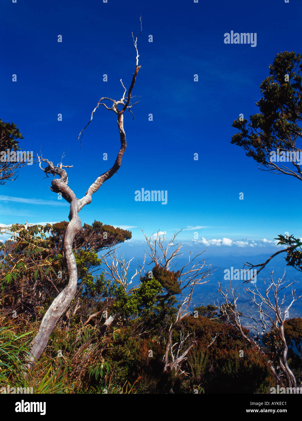 Blick vom Höhenweg Gunung Kinabalu Sabah, Ost-Malaysia, Mount Kinabalu 4093m Stockfoto