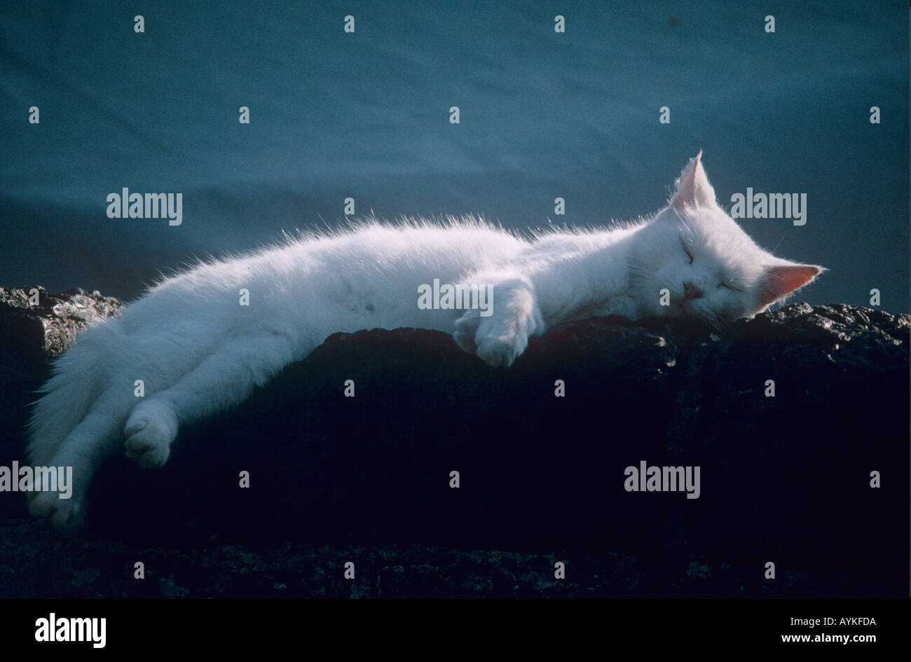 Englische weiße Katze schläft im Sonnenschein Stockfoto