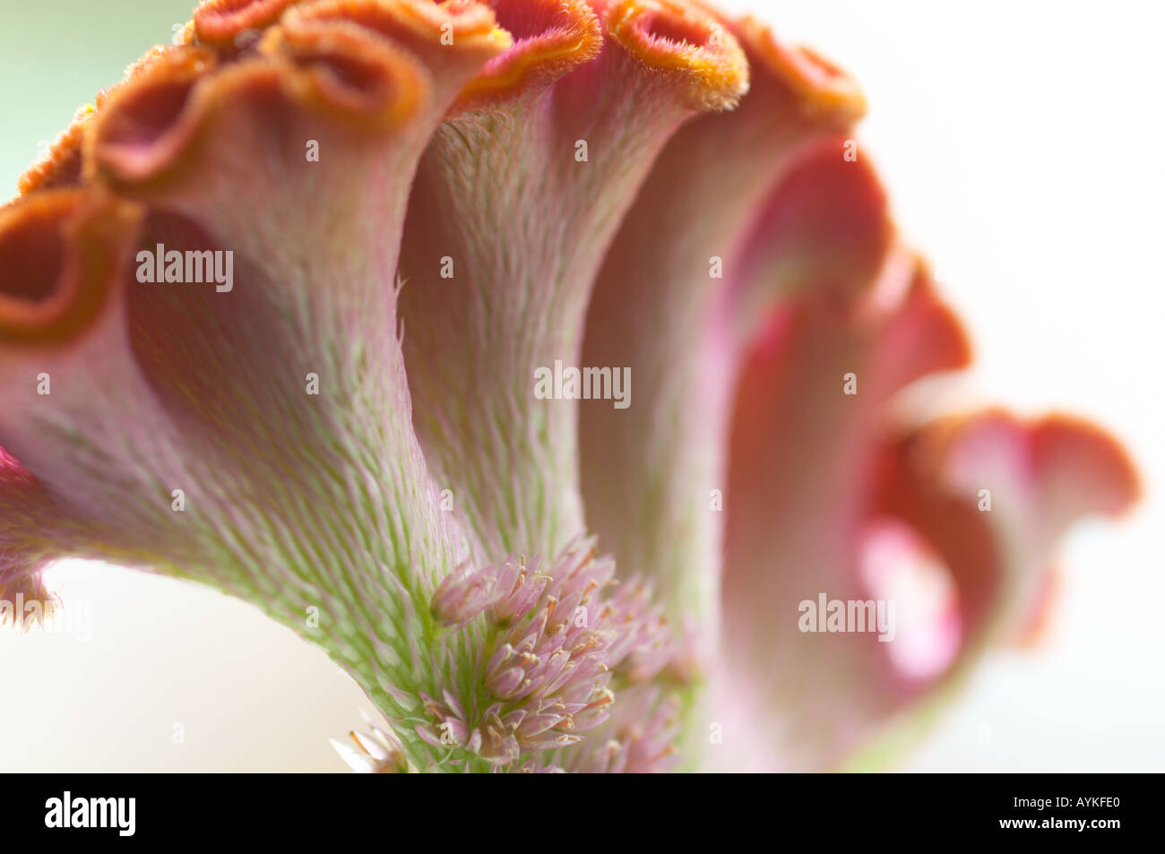 Ungewöhnliche südafrikanische Blüte mit roten Blüten Stockfoto