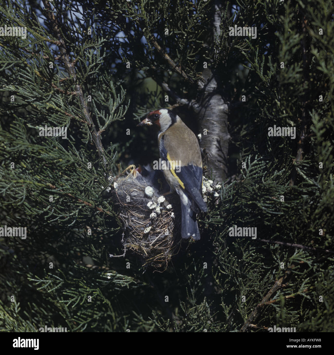 Stieglitz Zuchtjahr Zuchtjahr am nest im Baum, die von Eric Hosking am frühen Kodachrome Film 1940 s Stockfoto