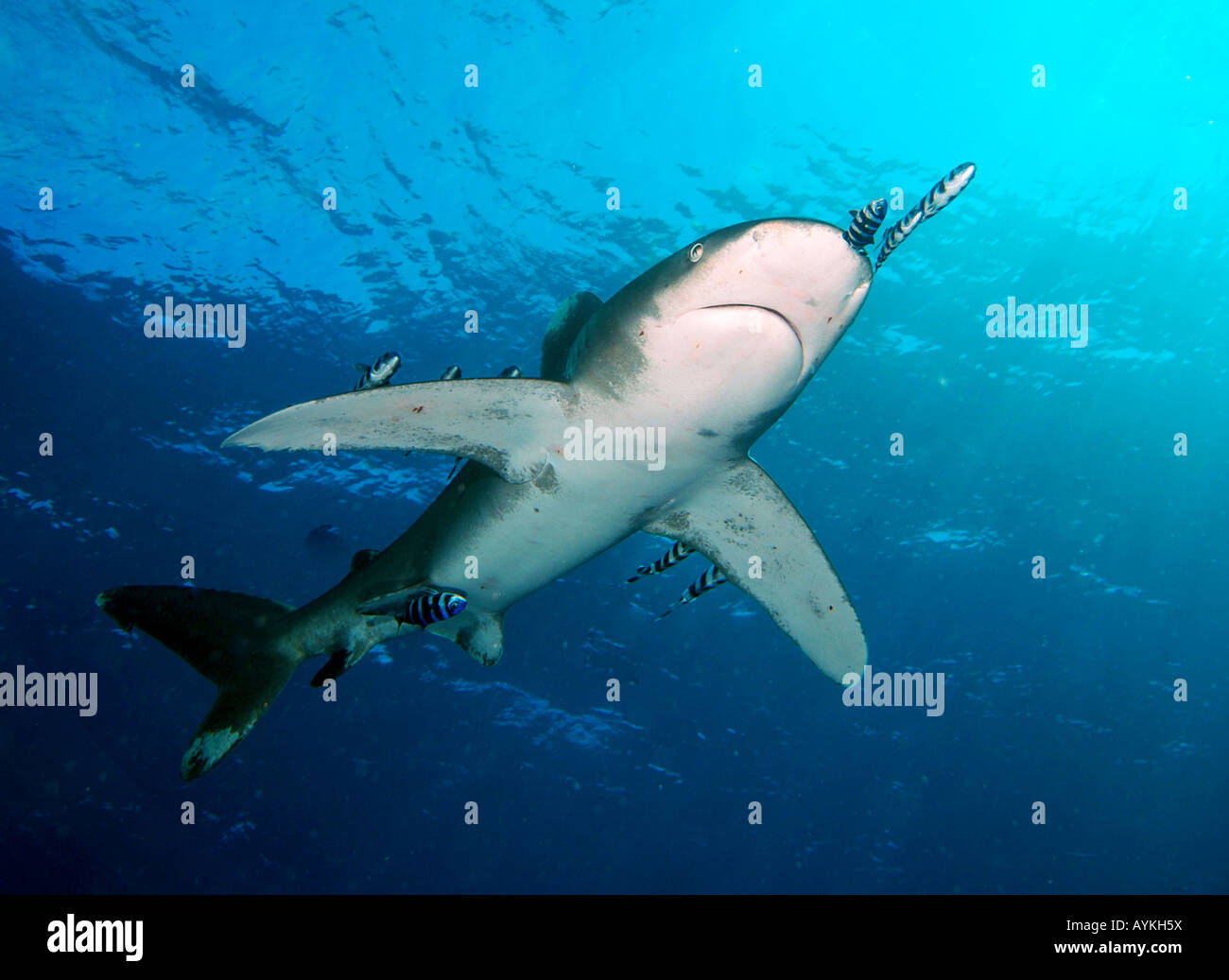 Ozeanische Weißspitzen Hai, Carcharhinus longimanus Stockfoto