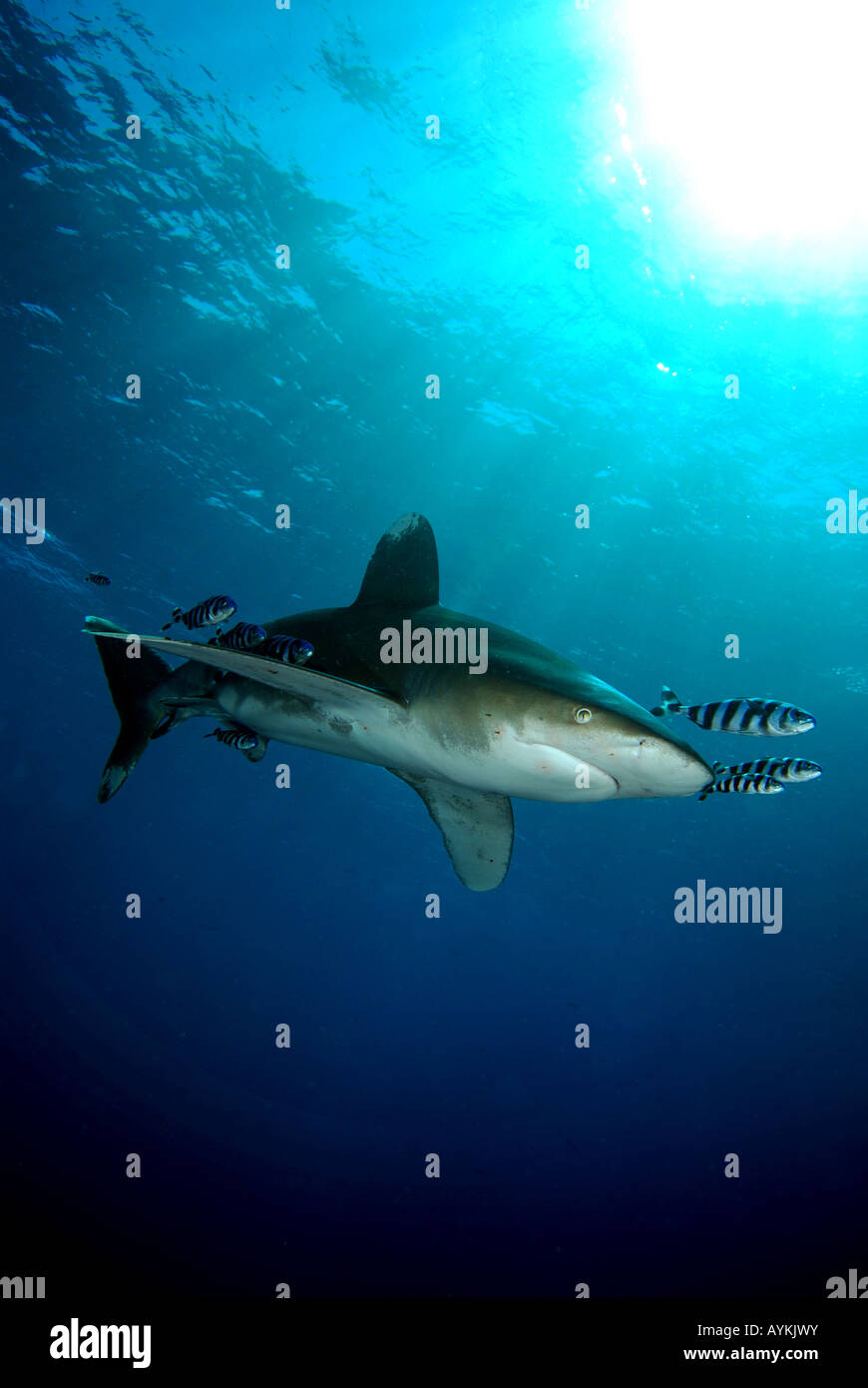 Ozeanische Weißspitzen Hai, Carcharhinus longimanus Stockfoto