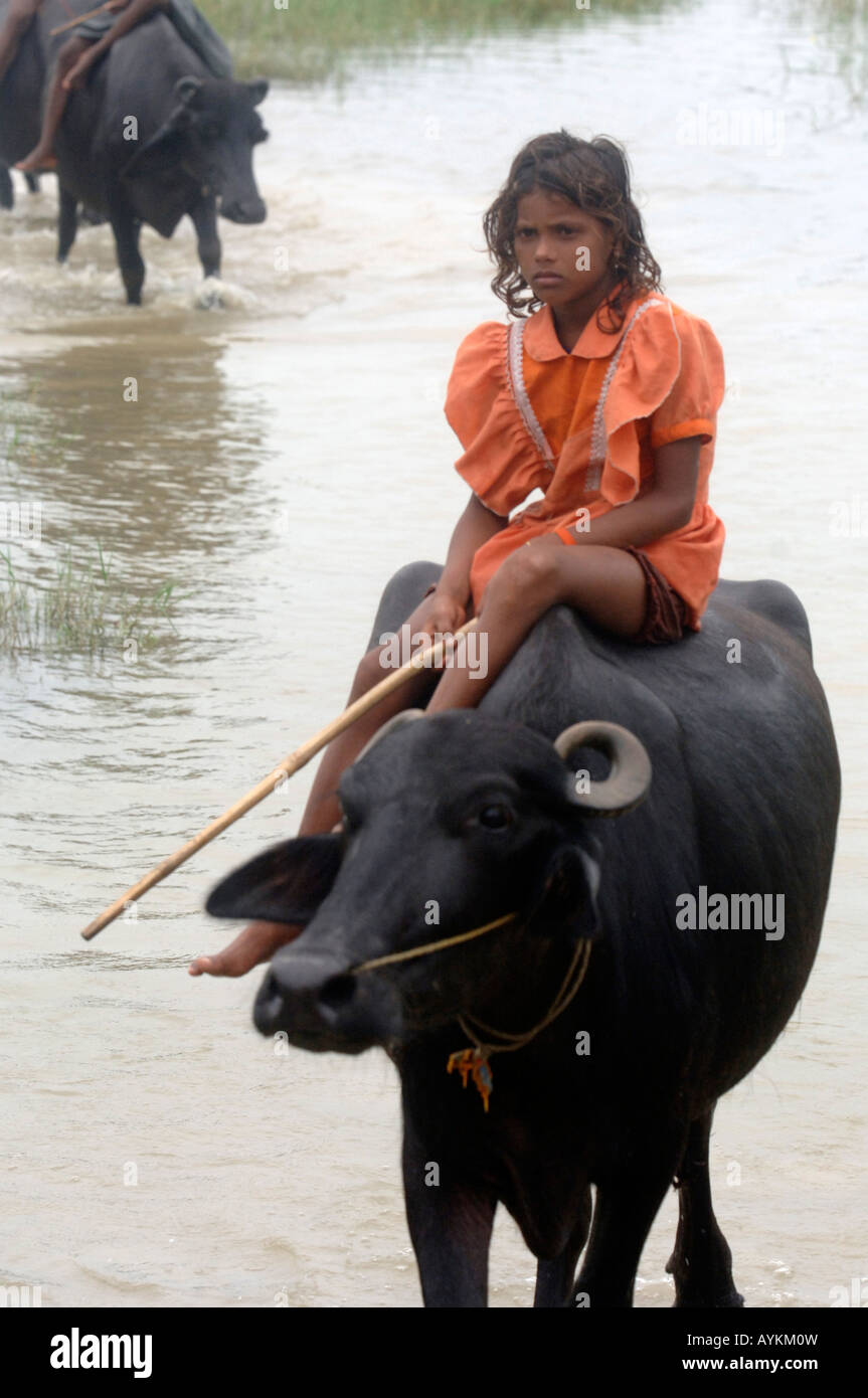 Junge Arbeitnehmer auf einen Ochsen in einem Reis Feld Südost Tarai, Nepal. Stockfoto