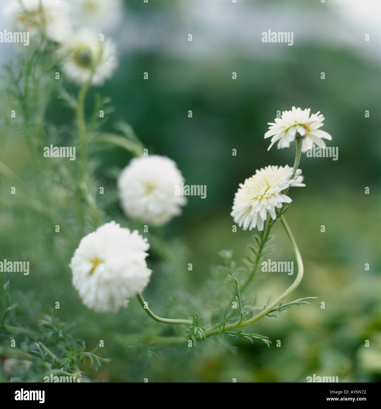 Doppelt-geblüht Kamille (Chamaemelum Nobile "Flore Pleno"), kleine, gänseblümchenartigen Blüten Stockfoto