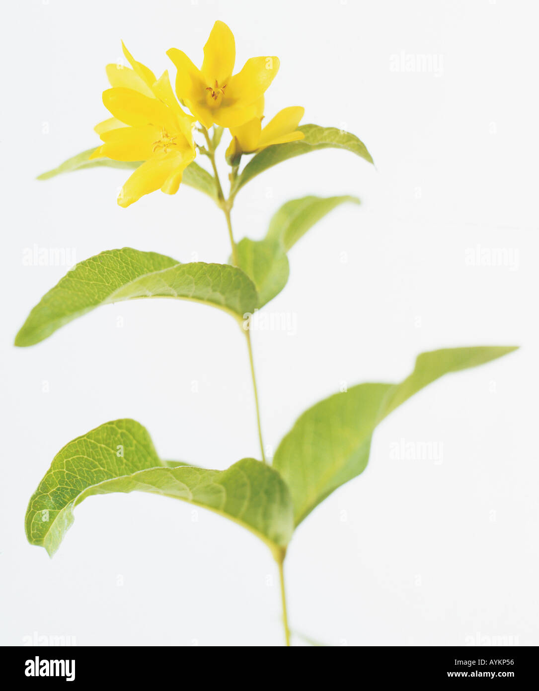 Lysimachia Vulgaris, gelbe Blutweiderich, Weide Würze, hellgelb, fünf fünfblättrigen Blumen Stockfoto