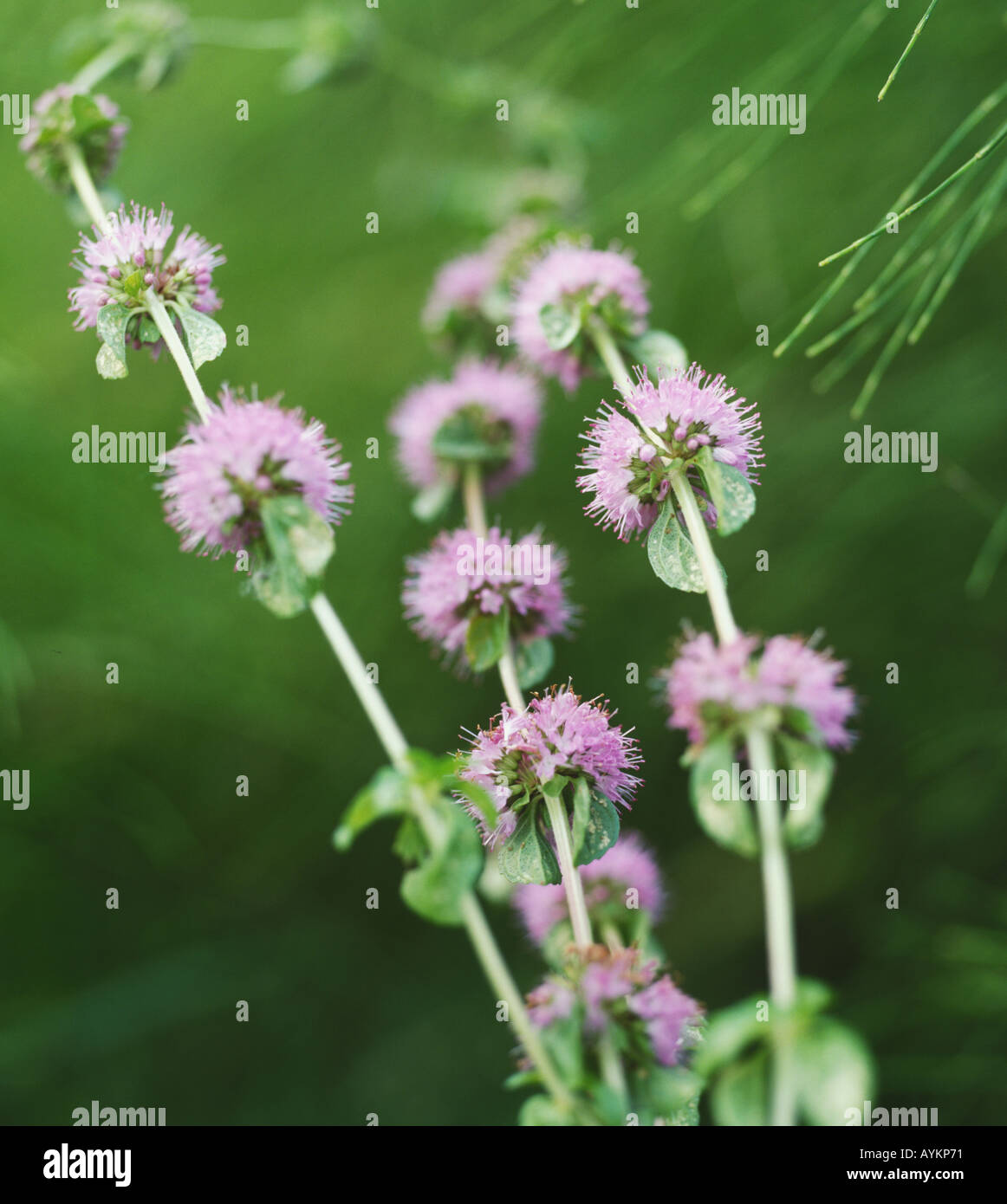 Mentha Pulegium, Poleiminze aufrecht, kleine lila Blumen wachsen im Terminal, rund Kugelsternhaufen stammen, Stockfoto