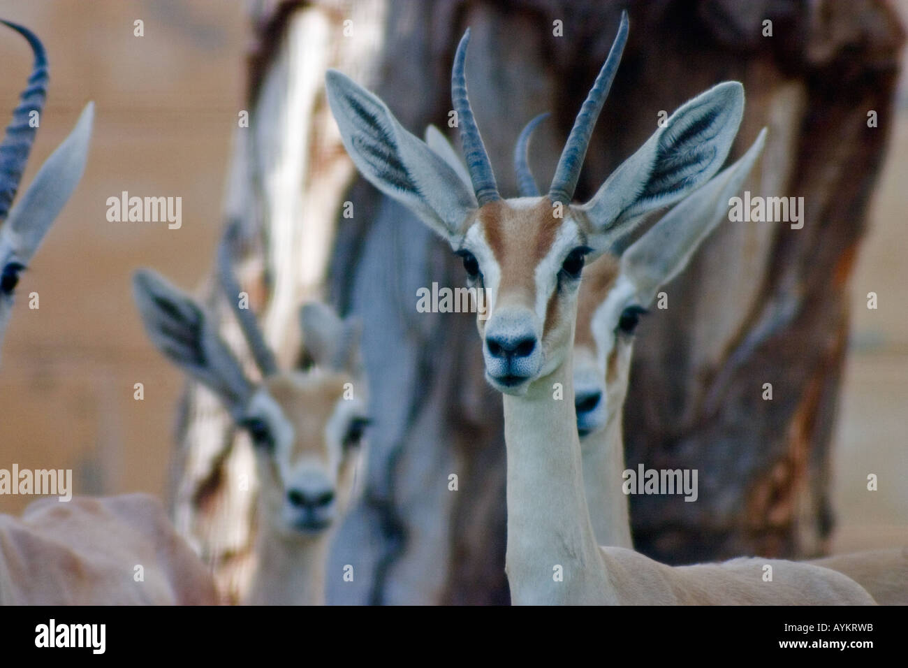 Dorcas Gazelle Stockfoto