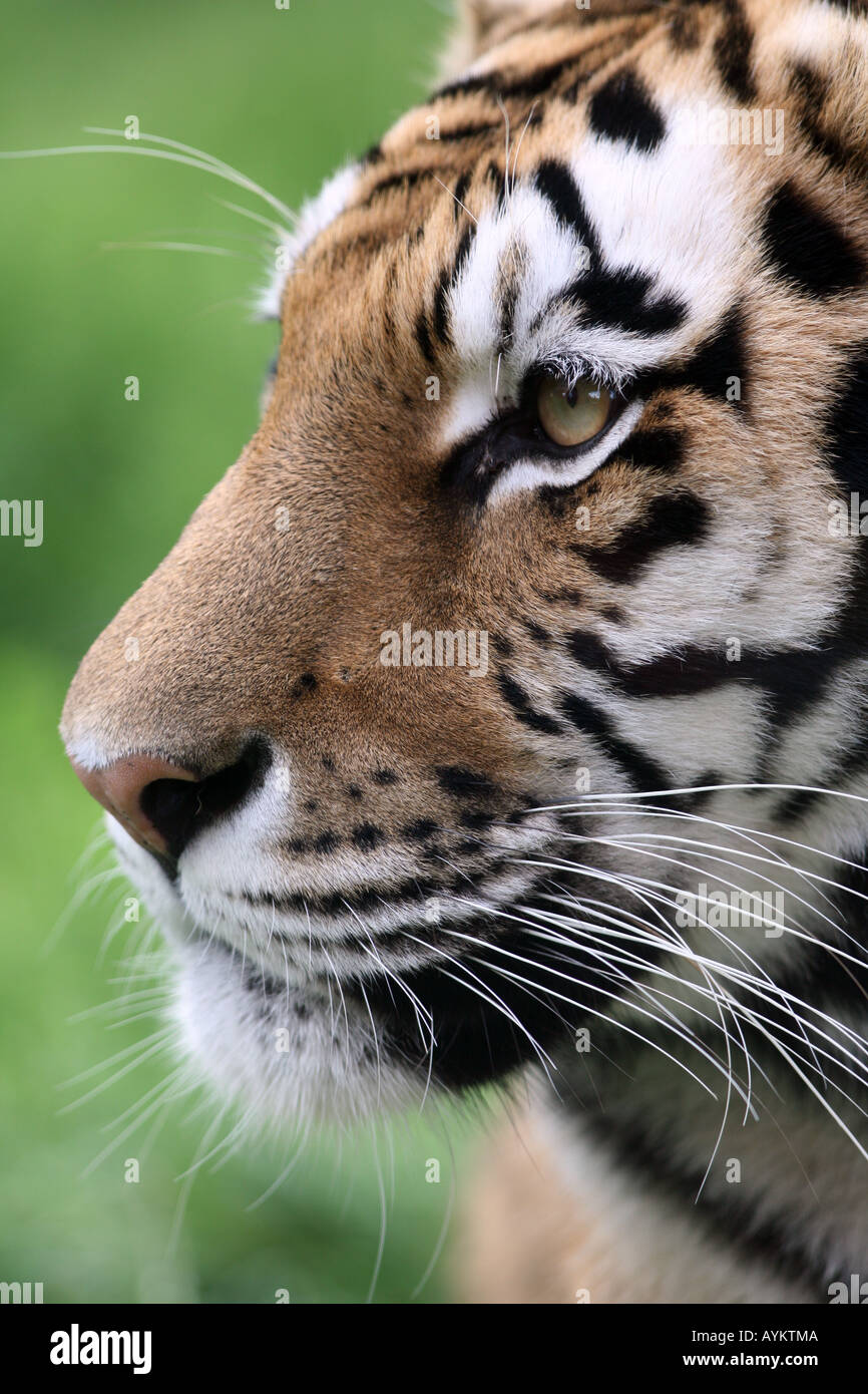 Amur-Tiger-Portrait von einem sibirischen, Amur-tiger Stockfoto