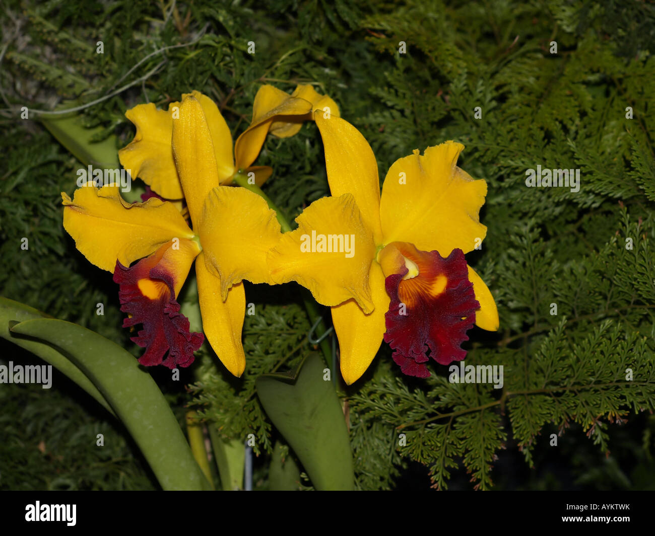 gelbe rote Zentrum Orchidee Blume Stockfoto