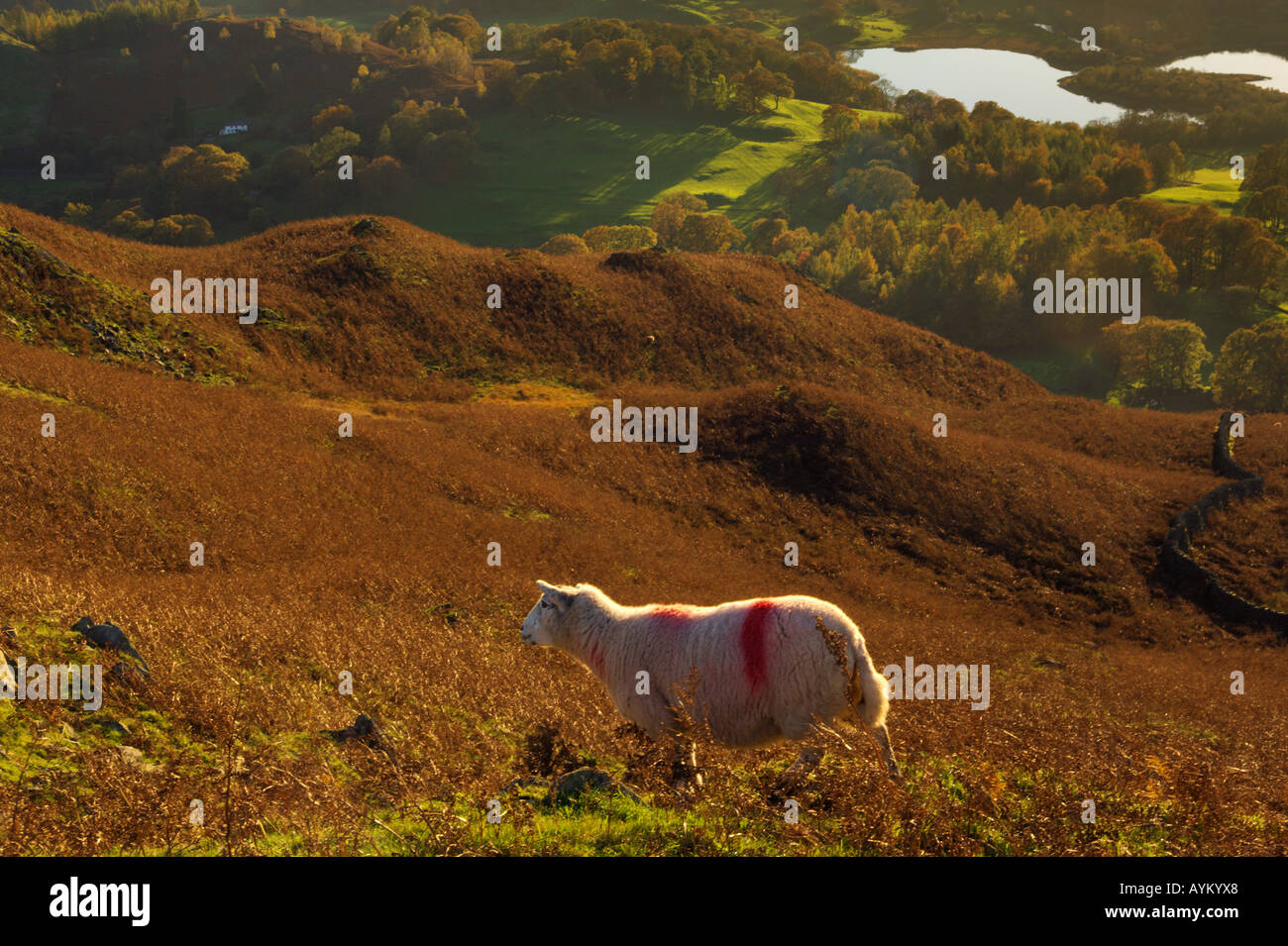 Herdwick Schafe an den Hängen des Loughrigg fiel mit Elter Wasser und das Brathay Tal weit unten Stockfoto