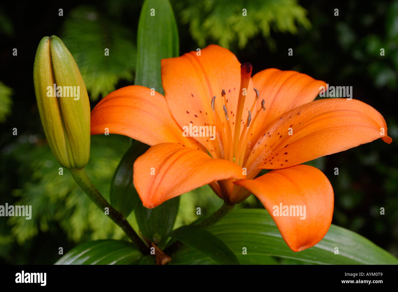 Tiger Feuerlilie Lilium Lancifolium in voller Blüte Stockfoto
