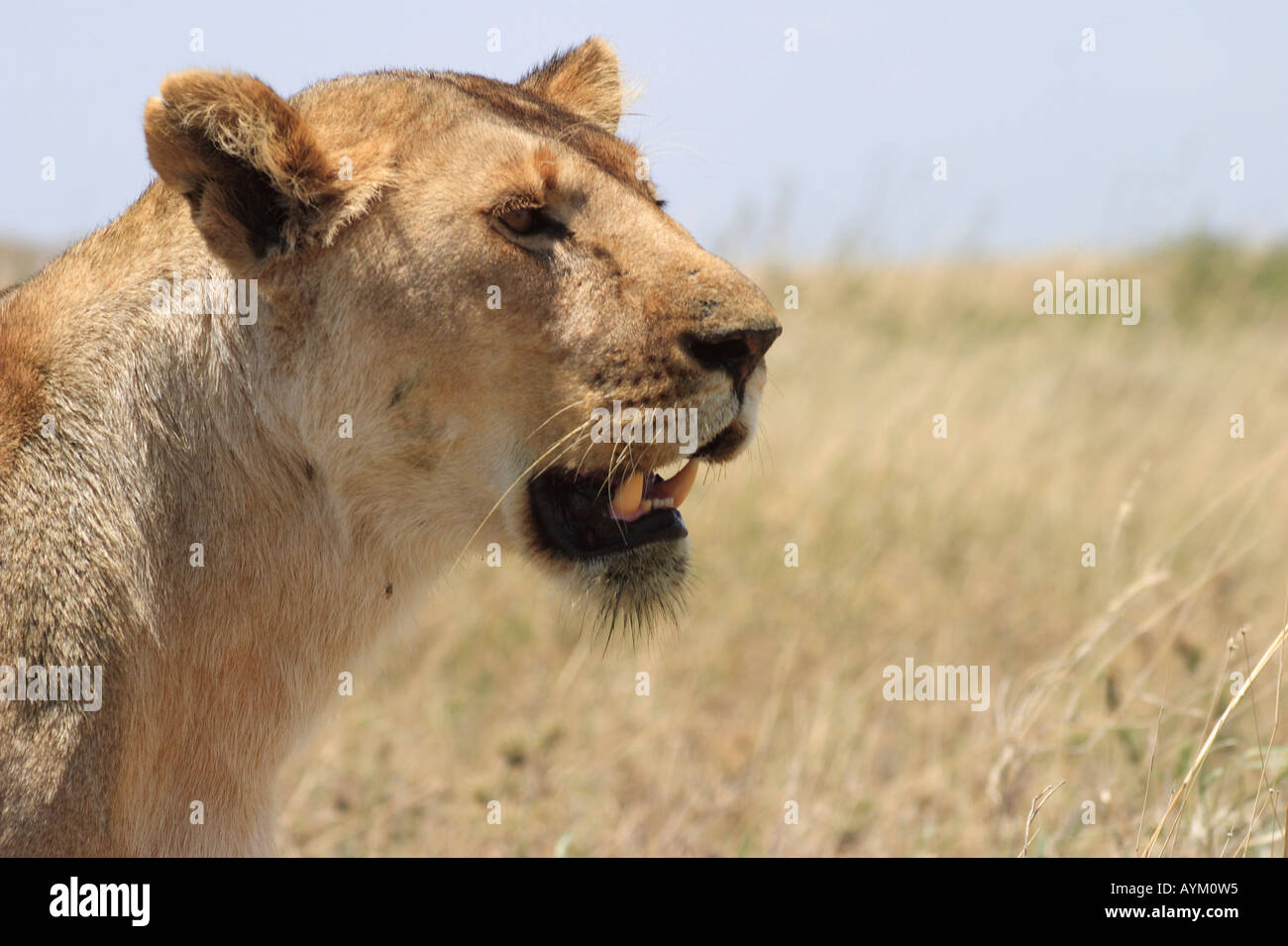 Eine Löwin jagt nach Beute während der Trockenzeit auf den Ebenen der nördliche Serengeti, Tansania, Ostafrika. Stockfoto