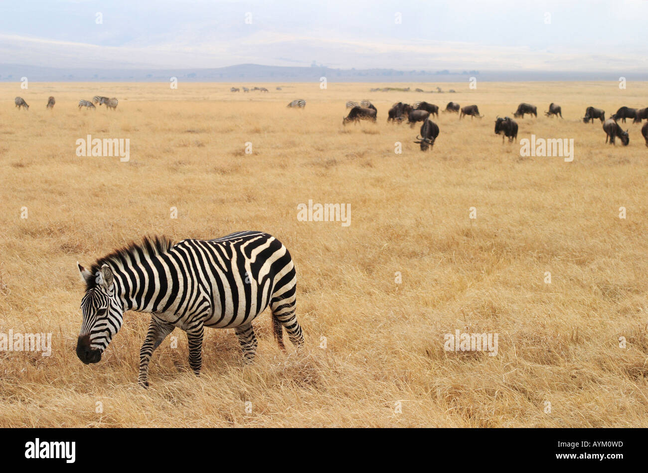 Eine schwangere Zebra kreuzt die Etage des Ngorogoro Crater während der Trockenzeit in Tansania mit Gnus in der Ferne. Stockfoto