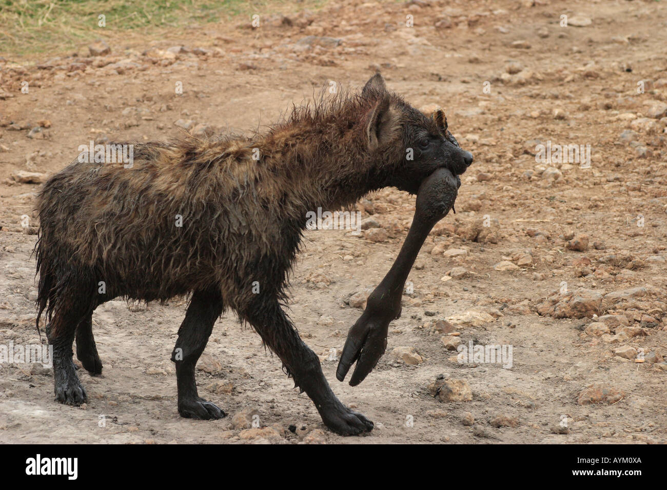 Hyäne trägt ein Bein Gnus Kadaver zurückgewonnen. Ngorongoro Krater, Tansania. Stockfoto