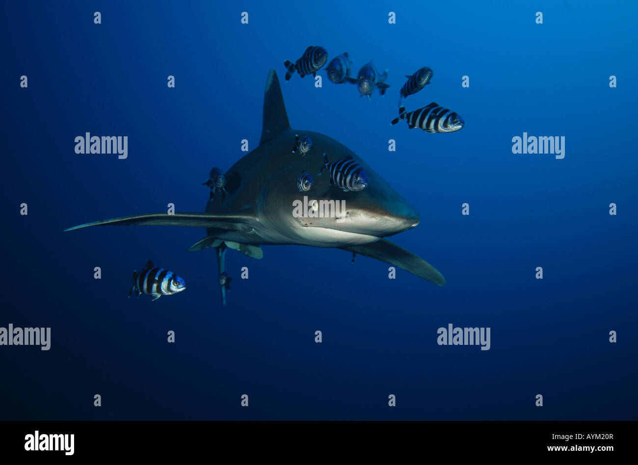 Ozeanische Weißspitzen Hai 2, Carcharhinus longimanus Stockfoto