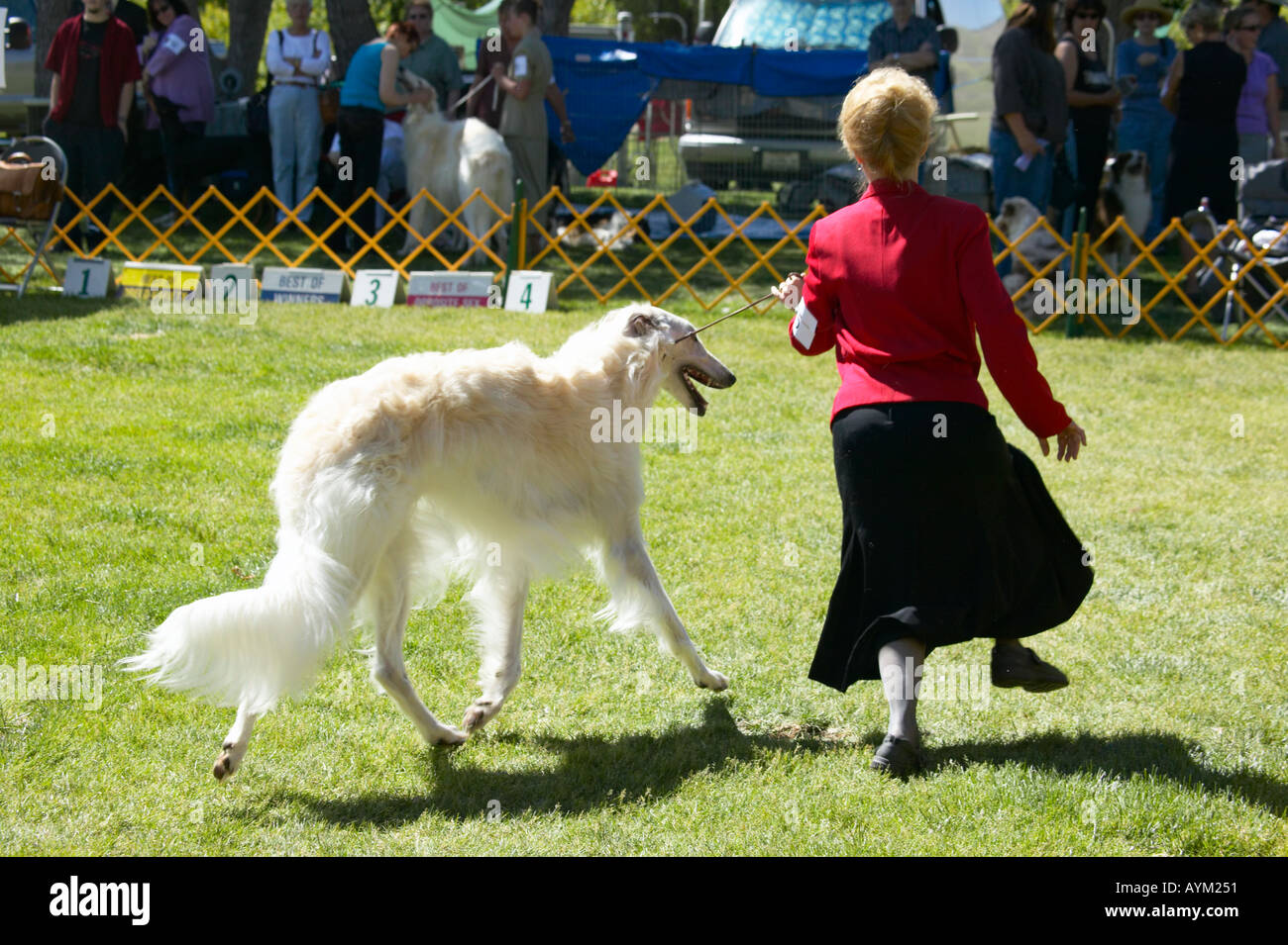 Barsoi läuft mit dem Trainer-Besitzer in Hundeausstellung Stockfoto
