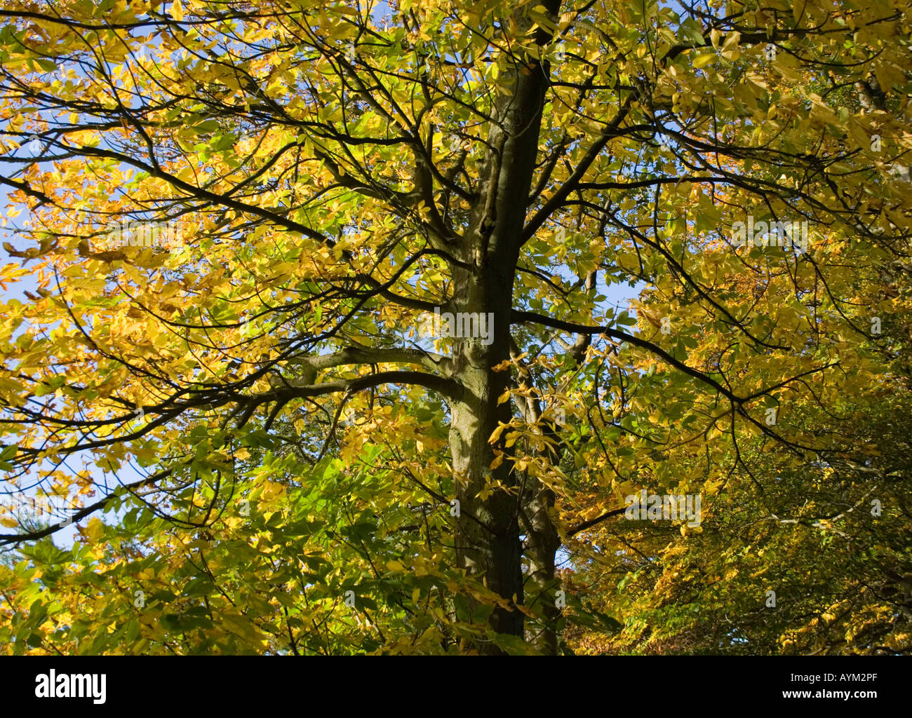 Herbst in den Pentland Hills-Schottland Stockfoto