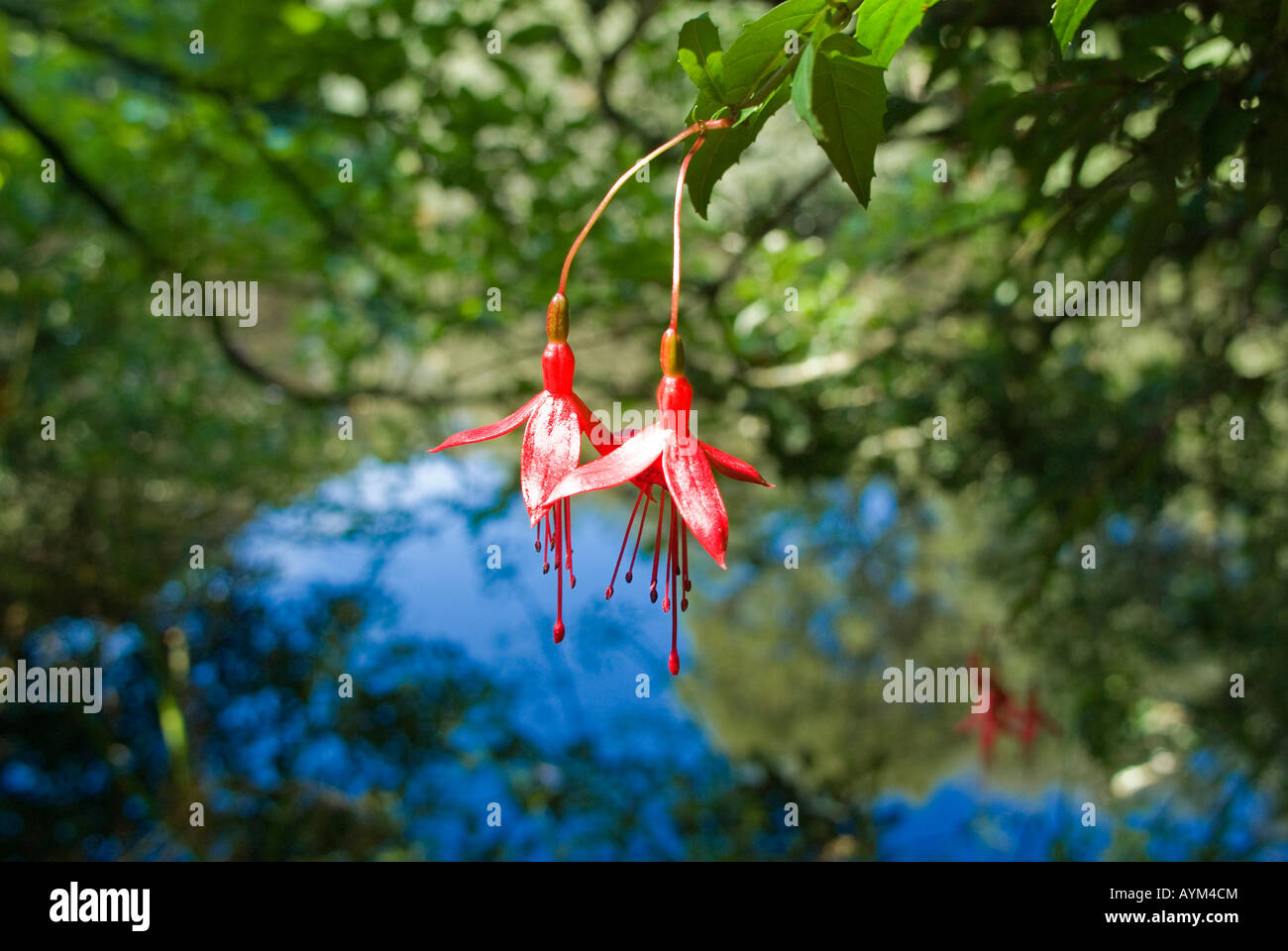 einige rote Fuchsien in einem Wassergarten Stockfoto