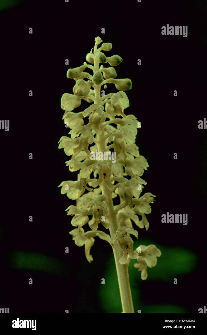 Vogelnest Orchidee Stockfoto