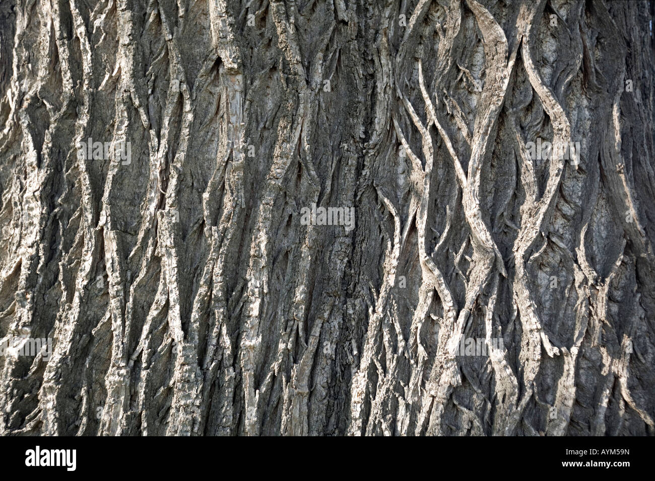 Der Bolus von einem hundert Jahre alten Chesnut-Baum (Castanea Sativa). Tronc de Châtaignier (Castanea Sativa) Centenaire. Stockfoto
