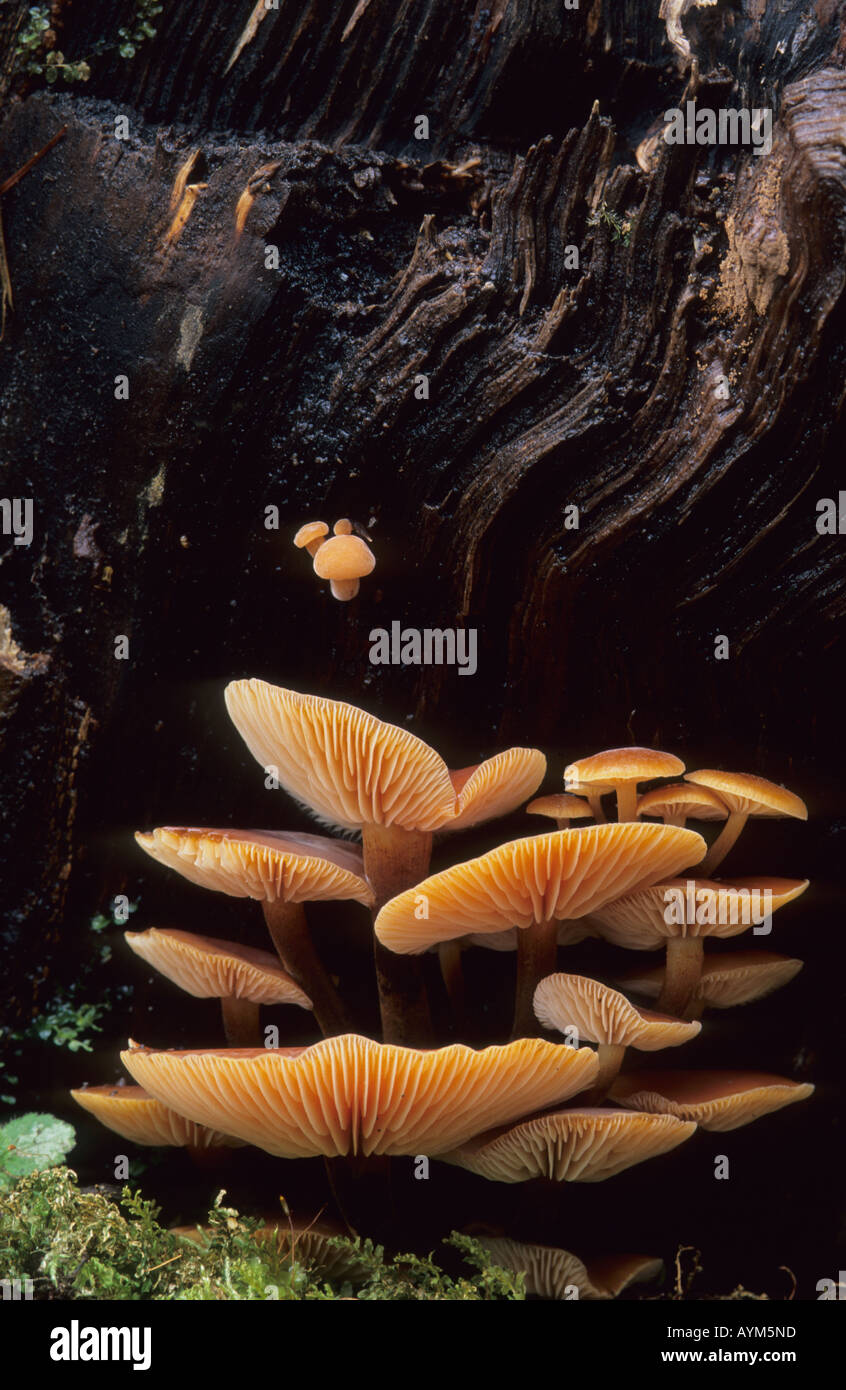 Samt Schaft Stockfoto
