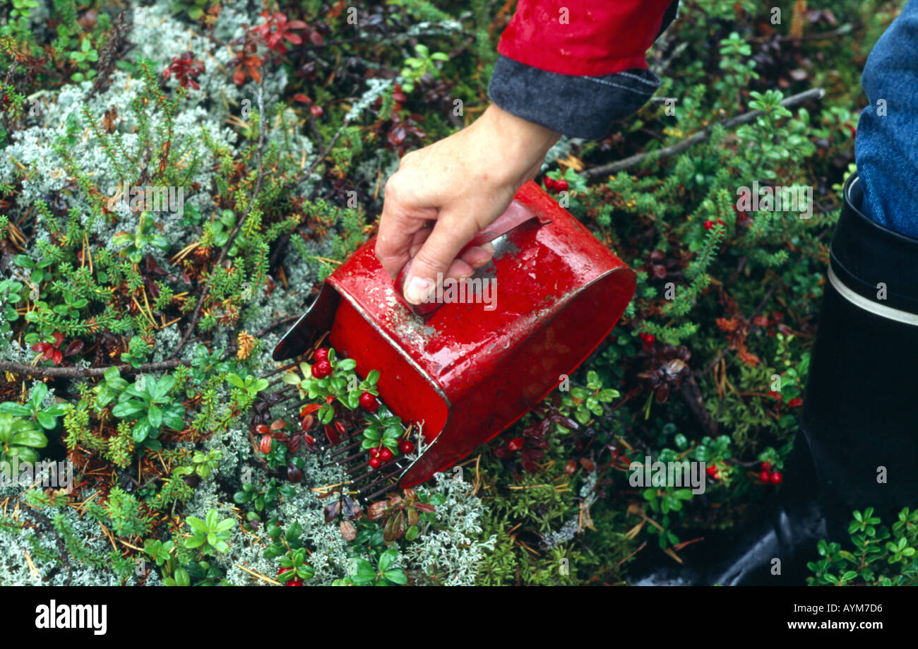 Cranberry-Ernte Stockfoto