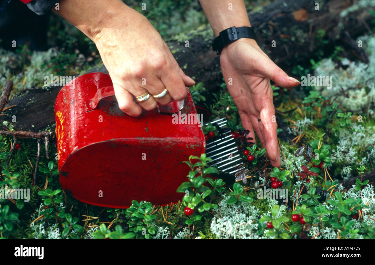 Cranberry-Ernte Stockfoto