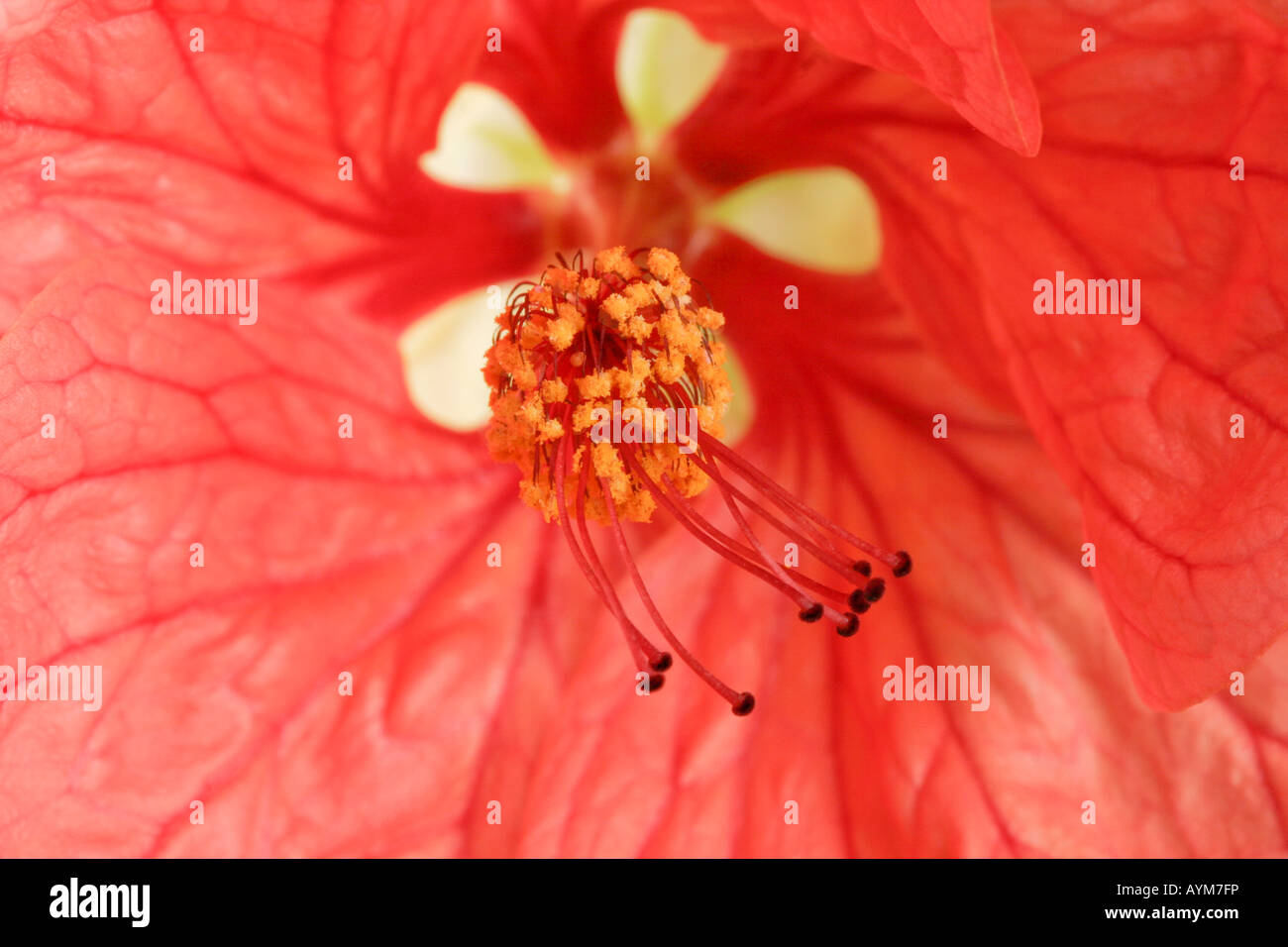 Nahaufnahme eines Frameworks Blume Stockfoto