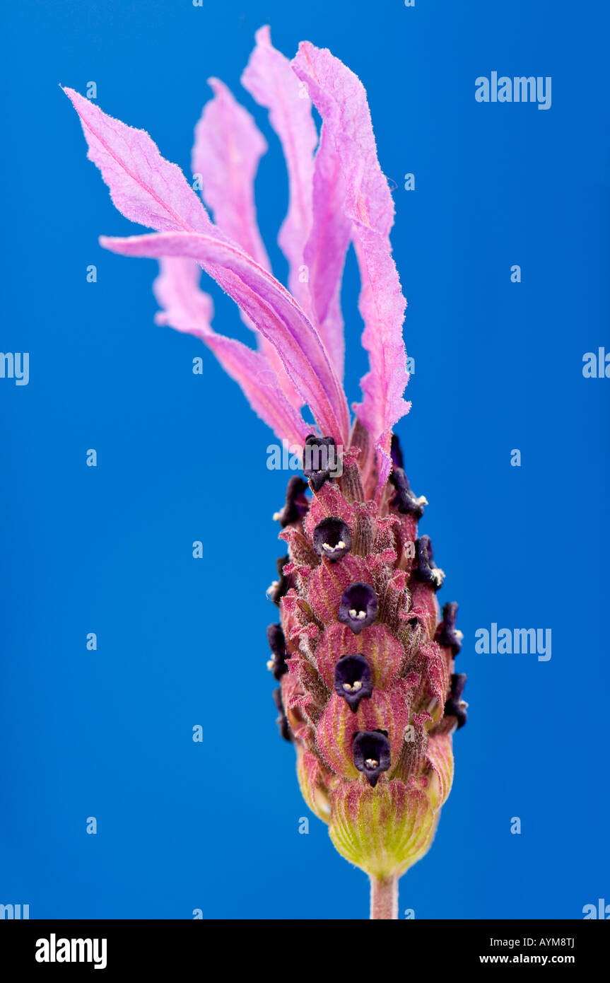 Französischer Lavendel Stockfoto