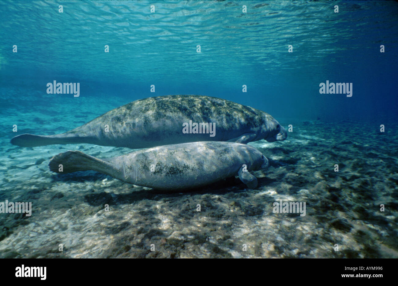 Zwei Westindische Seekühe Mutter und Kalb im kristallklaren Wasser des Crystal River, Florida Stockfoto