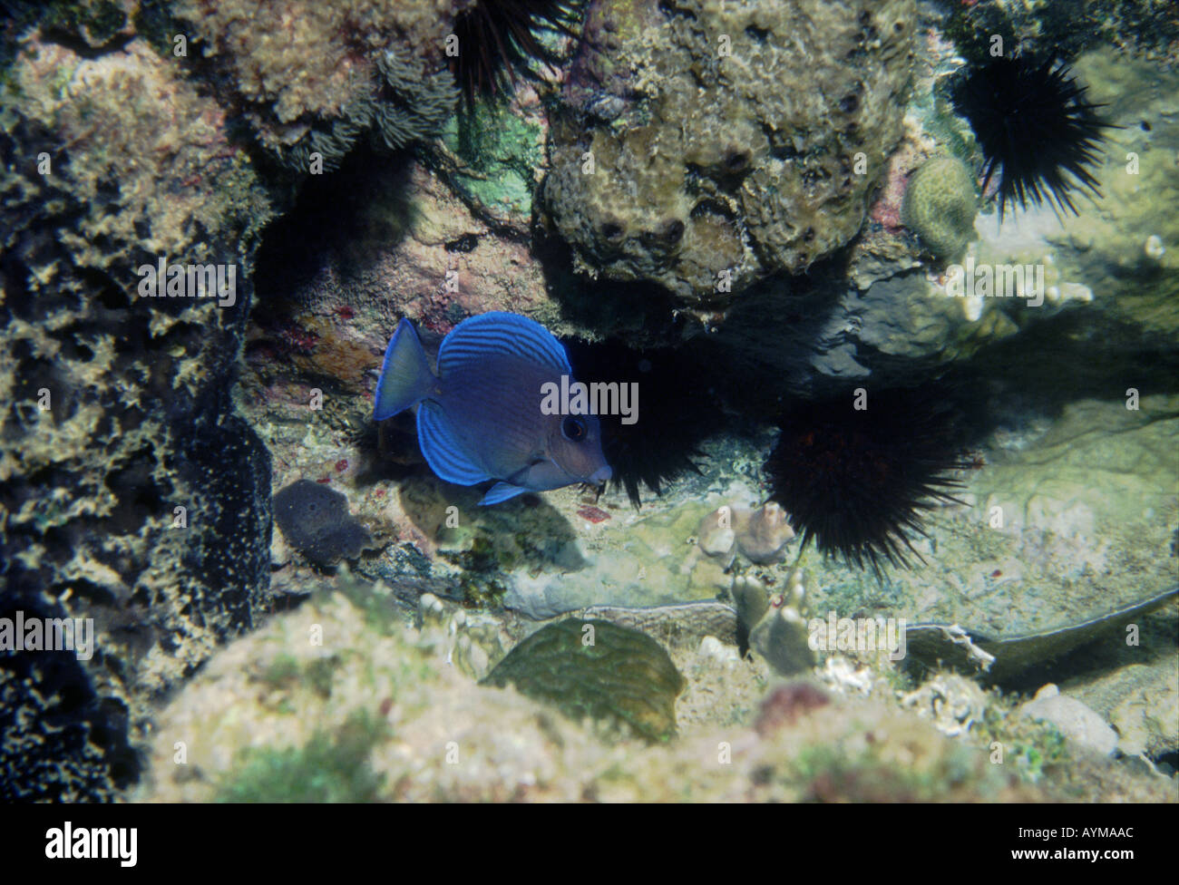 Atlantic blue Tang in einem karibischen Riff. Stockfoto