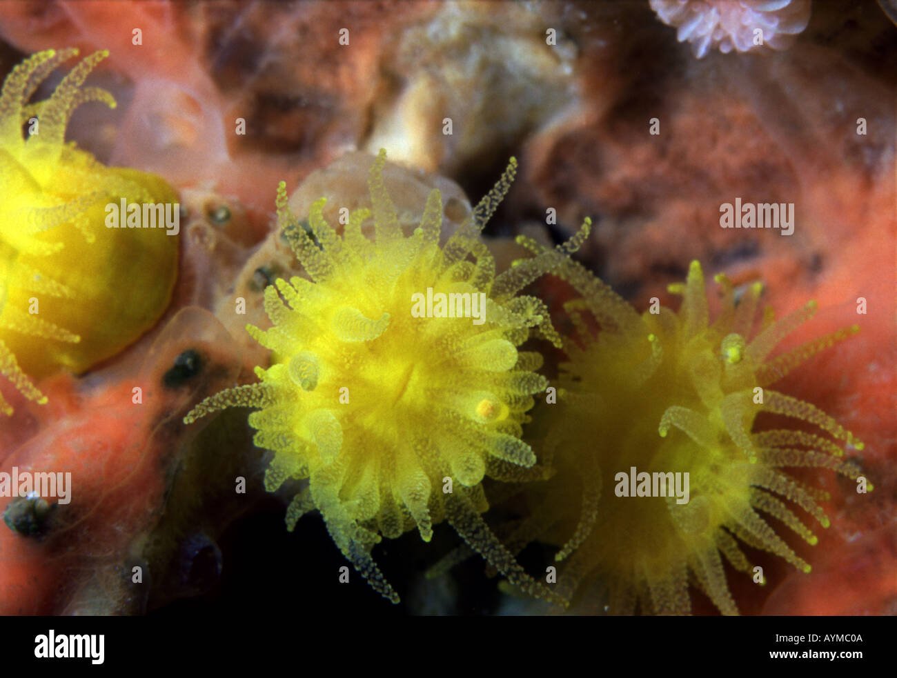 Balanophyllia regia -Fotos und -Bildmaterial in hoher Auflösung – Alamy