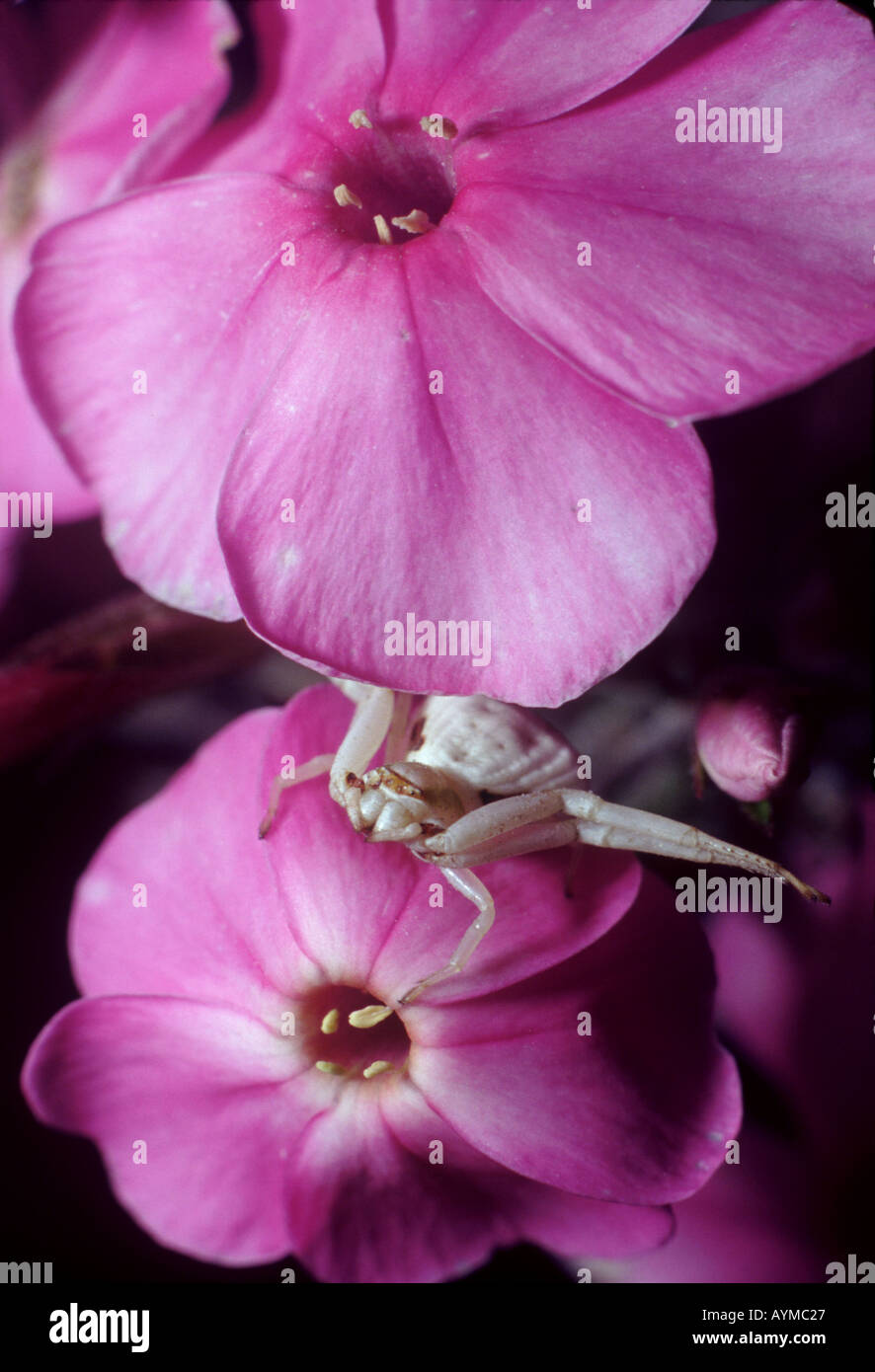 Goldrute Spider warten im Hinterhalt auf eine lila Blume Stockfoto