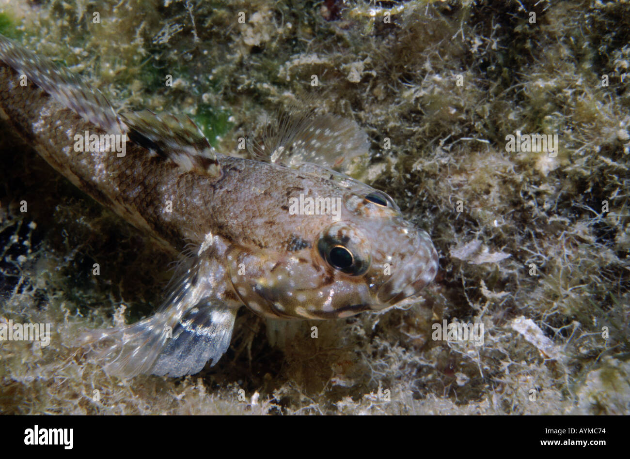 Grundel Porträt Pomatoschistus sp Mittelmeer Türkei Stockfoto