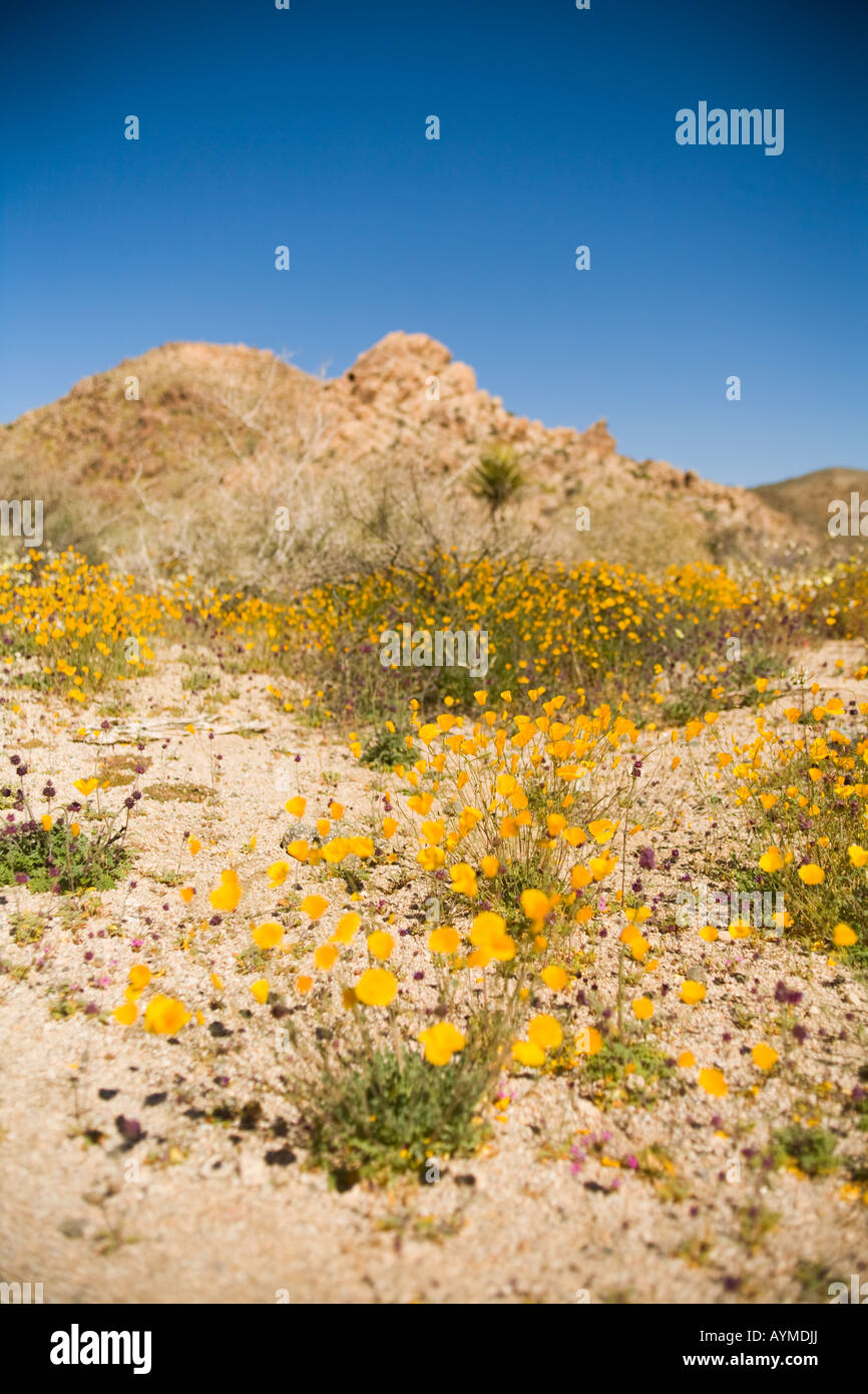 Joshua Tree Nationalpark, Kalifornien; Bereich der Wüste Poppy Eschscholzia glyptosperma Stockfoto