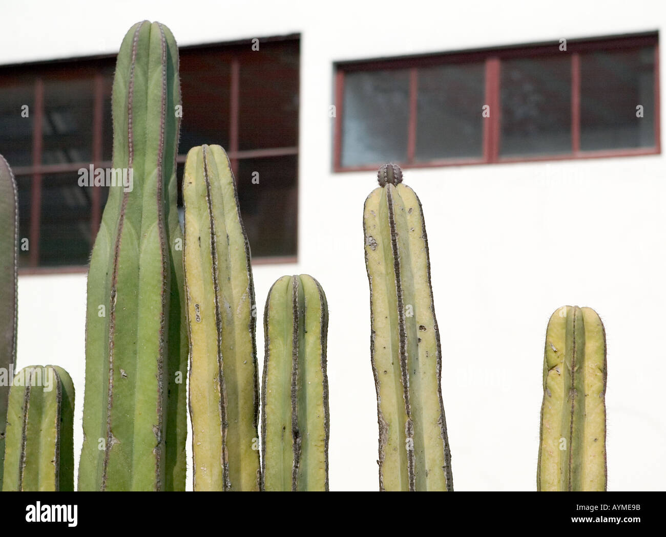 Museo Casa Estudio Diego Rivera y Frida Kahlo Diego Rivera und Frida Kahlo Studio Museum Mexiko-Stadt Stockfoto
