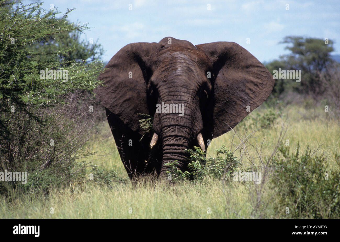 Afrikanische Elefanten im Kruger National Park Transvaal Südafrika RSA Fütterung Stockfoto