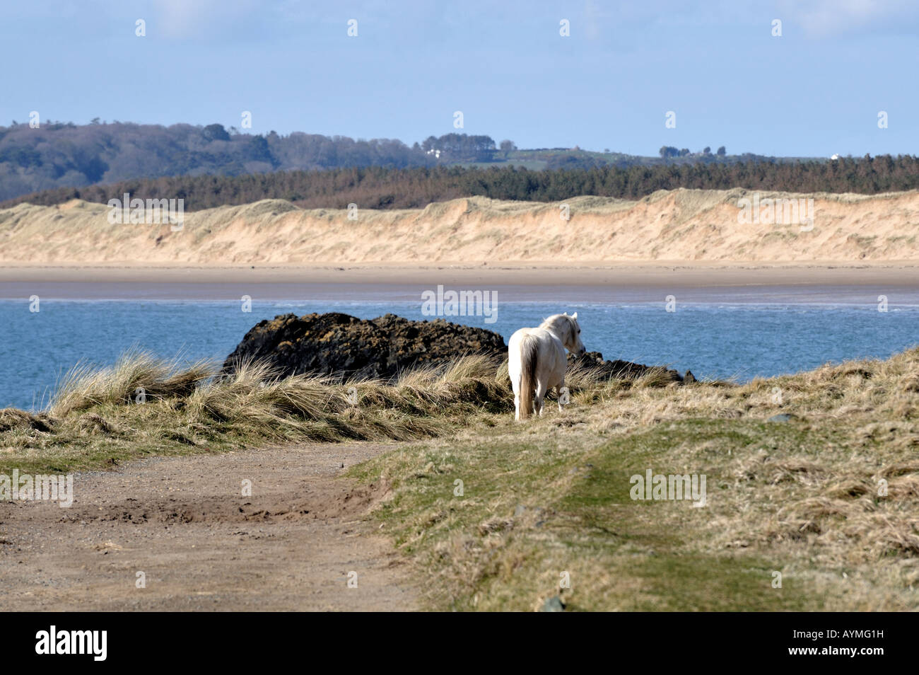 Wildes Pony am Llanddwyn Insel Ynys Llanddwyn Anglesey Ynys Mon Nord Wales Cymru UK nur redaktionelle Nutzung Stockfoto