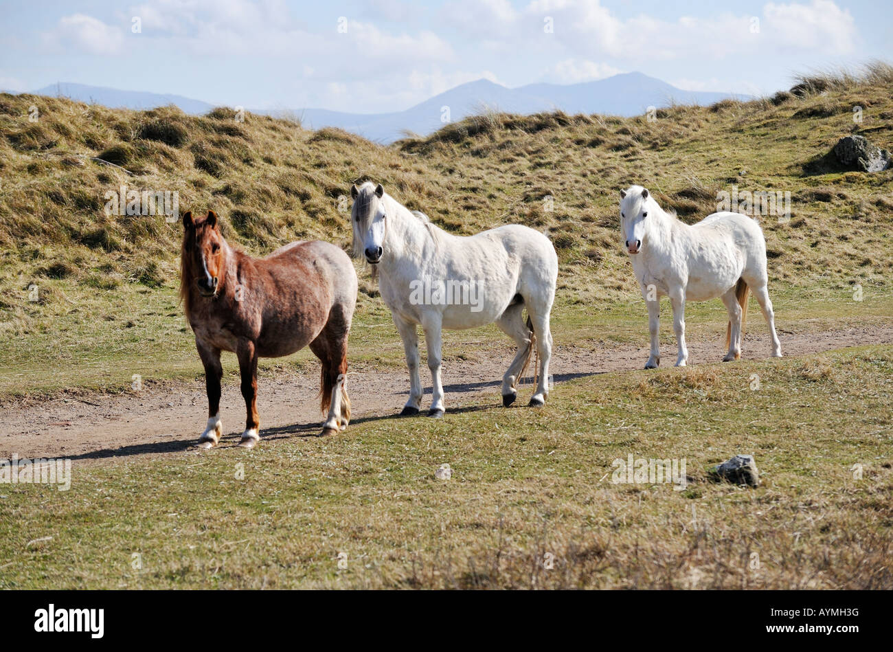 Wildpferde in Llanddwyn Insel Ynys Llanddwyn Anglesey Ynys Mon Nord Wales Cymru UK für nur redaktionelle Nutzung Stockfoto