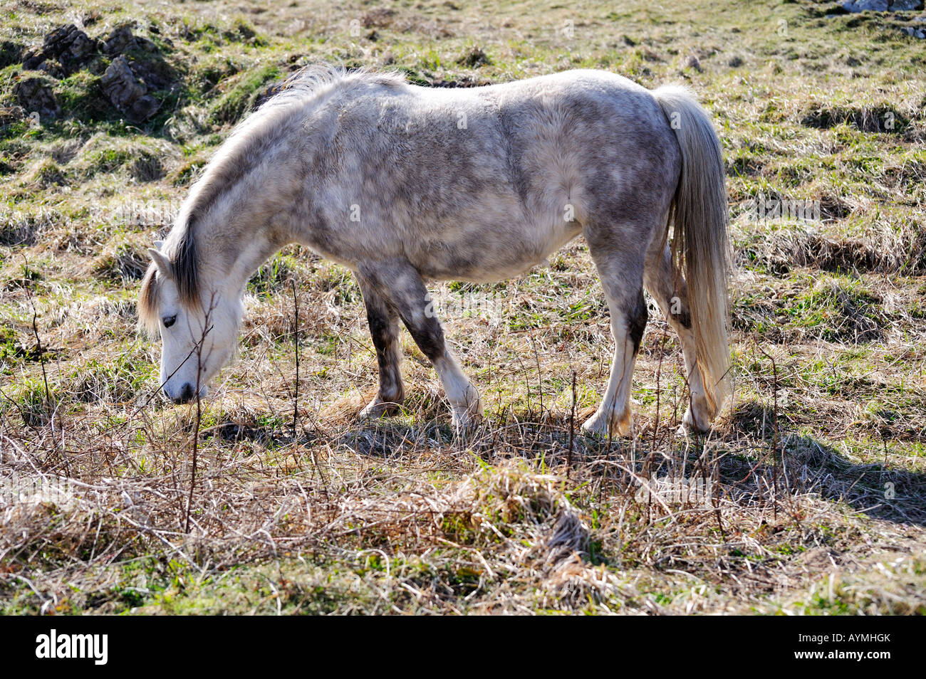 Wildes Pony am Llanddwyn Insel Ynys Llanddwyn Anglesey Ynys Mon Nord Wales Cymru UK nur redaktionelle Nutzung Stockfoto