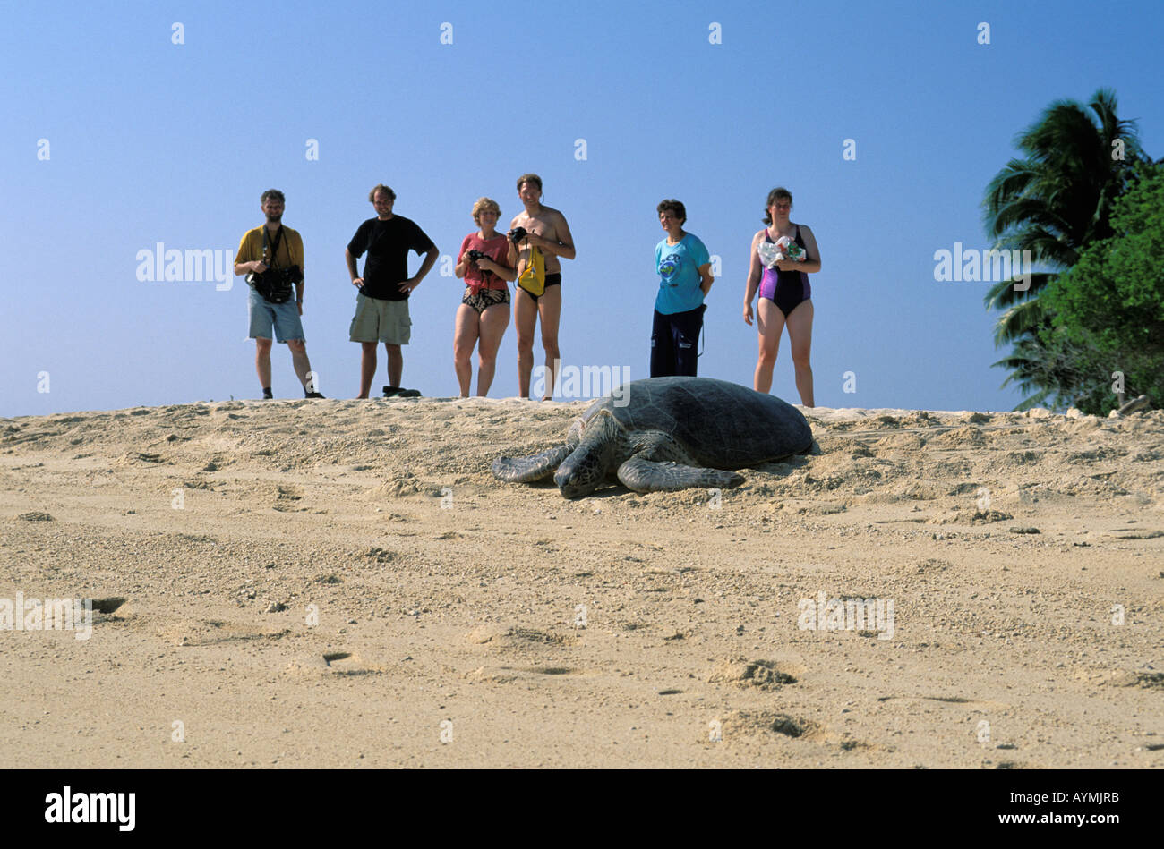 Sabah Touristen beobachten eine Schildkröte in der Turtle island NP Stockfoto