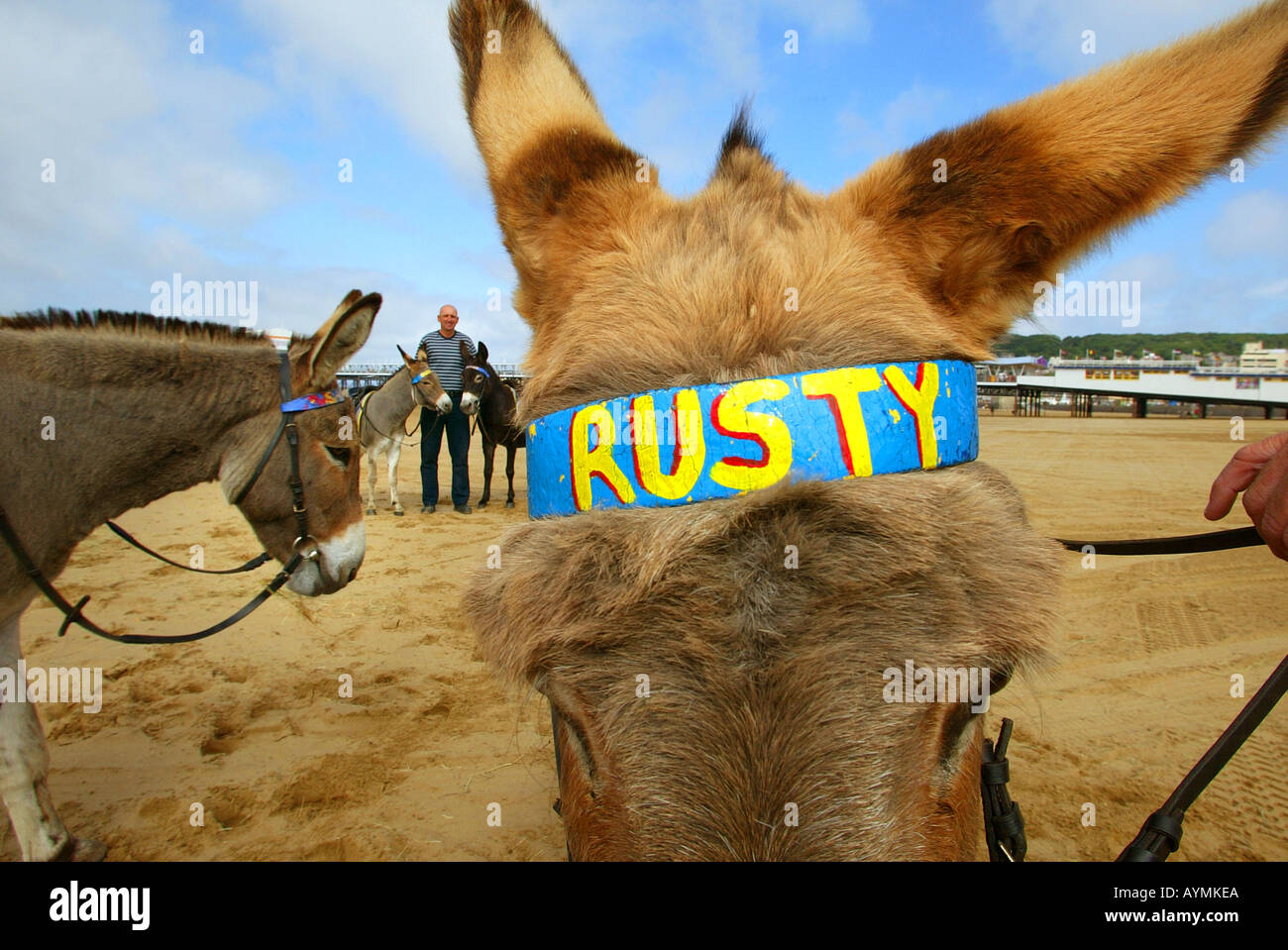 Weston Super Mare Esel bereiten sich auf das Bank Holiday Wochenende rush Stockfoto