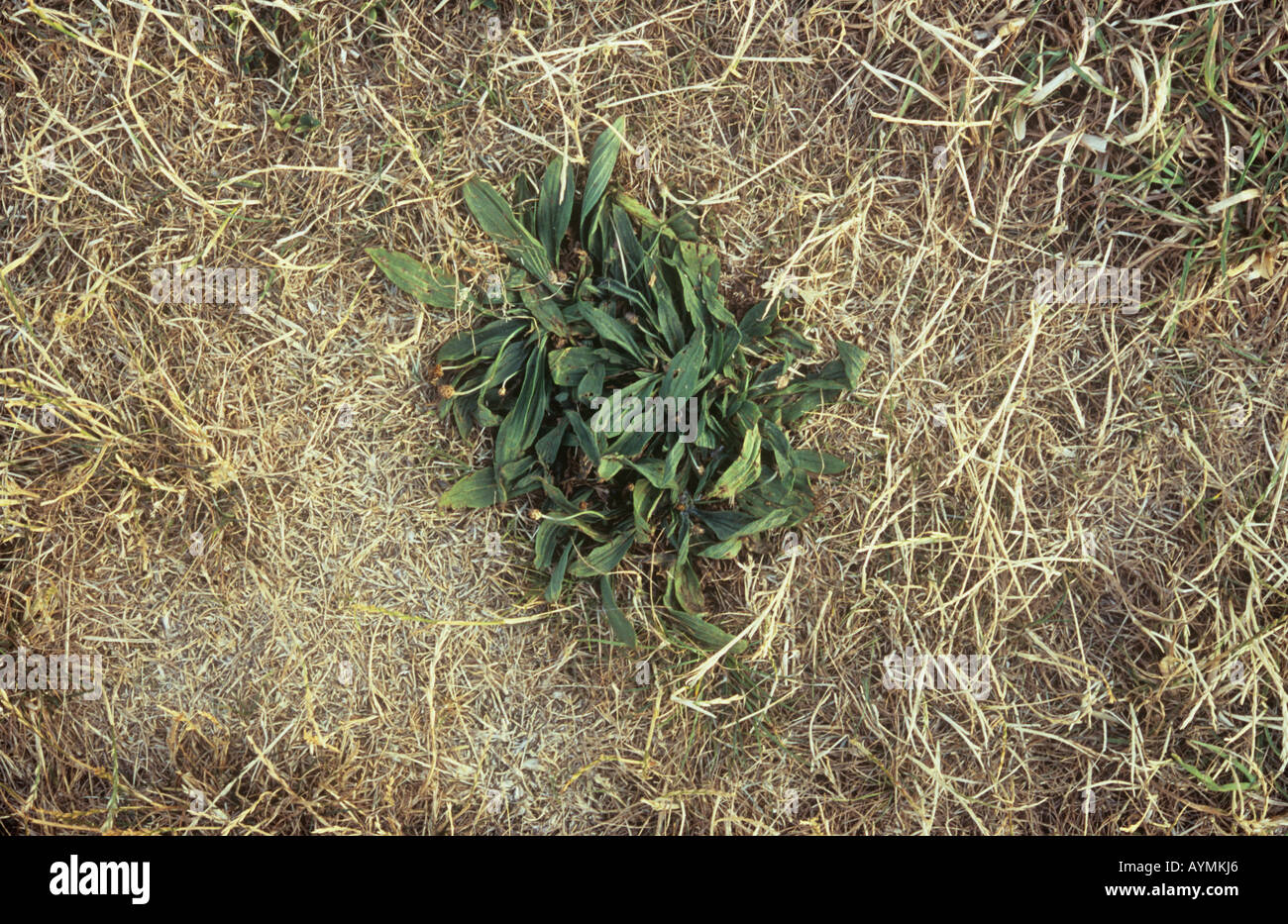 Völlig ausgetrocknete Gras oder Rasen, auf dem die einzige Überlebende tief verwurzelten Spitzwegerich Spitzwegerich oder Plantago Lanceolata ist, hautnah Stockfoto